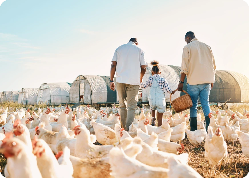 Tailored Poultry Insurance Solutions - Oegema, Nicholson & Associates