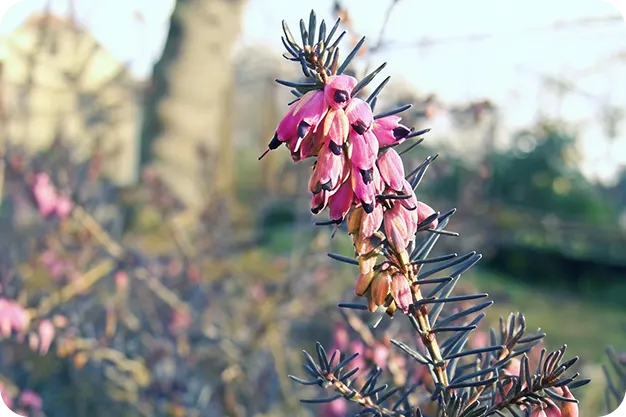 Preparing For Spring - Oegema, Nicholson & Associates